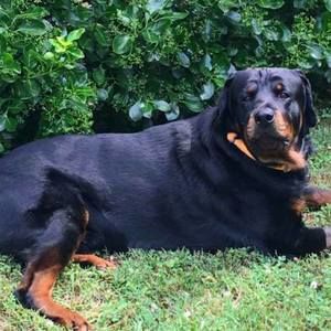 Meet your Posher, Robert